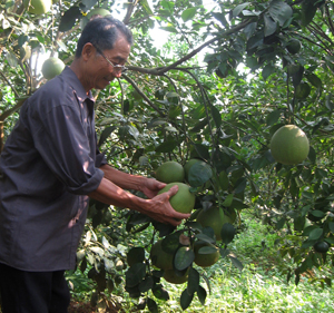 Ông Tạ Đình Đào, thị trấn Cao Phong (Cao Phong) là một trong những hội viên NCT tiêu biểu trong phong trào nêu gương sáng phát triển kinh tế, XĐ-GN với mô hình trồng cam, bưởi mang lại thu nhập hàng tỉ đồng mỗi năm.
